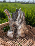 Hairy Rabbit Ears